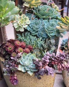 How to Care for Echeveria Imbricata (and other Succulents) - Lemons ...